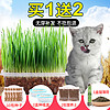 宠物 猫草种子 天然小麦种植套装