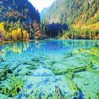 当地参团：成都-九寨沟/都江堰/大熊猫园/黄龙3天2晚跟团游