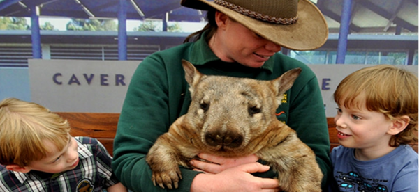 西澳珀斯凯维森野生动物园门票(免费与考拉近距离接触合影) 