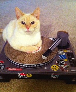 SUCK UK 猫咪玩具系列