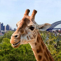 澳大利亚悉尼塔龙加动物园门票Taronga zoo(可乘坐天行者缆车)