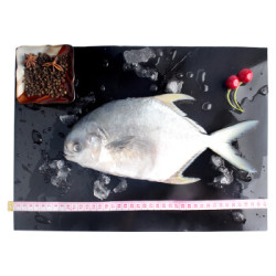 翔泰 冷冻二去金鲳鱼 420g 1条