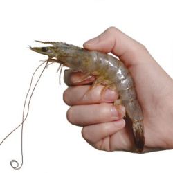 安美鲜 活冻南美白虾 50-60只/盒 1kg*2件+思念 金牌虾水饺 虾仁三鲜口味 480g