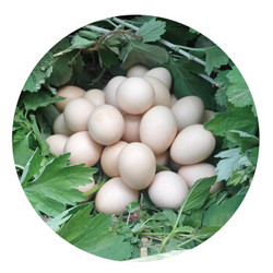萨伽 藏区有机土鸡蛋 30枚 1.8KG 草鸡蛋 有机无公害