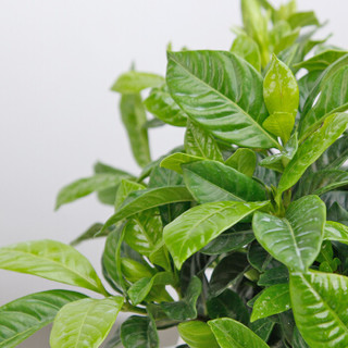 萃绿 大盆栀子花 盆栽