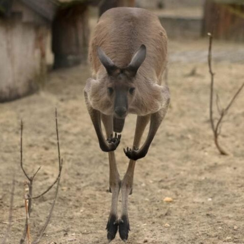 历史低价: 东海航空 深圳直飞澳大利亚达尔文