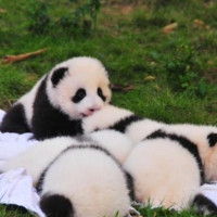 端午假期：看熊猫！北京-成都6天1晚自由行（含往返含税机票+首晚酒店）