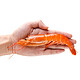 限地区：海买 冷冻阿根廷红虾 L2级 40-50只 2kg