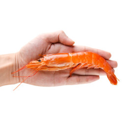 海买 冷冻阿根廷红虾 L2级 40-50只 2kg