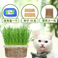猫草种子10包送培育盒+营养土