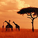 全世界看动物大迁徙的最佳地——在肯尼亚见证这场震撼的饥饿游戏