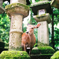 当地参团：日本大阪+京都+奈良+东京6天5晚跟团游