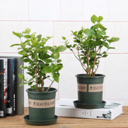 重瓣双色茉莉芳香白茉莉花苗四季盆栽多少钱 什么值得买