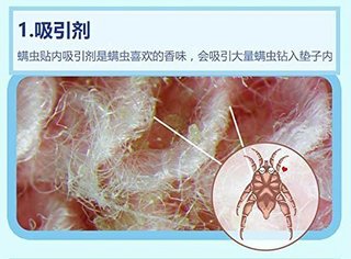 Prointxp 普智 去螨虫贴 5片装