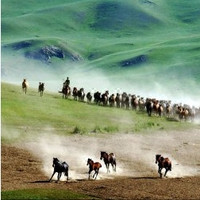 坝上草原哪家强？木兰围场了解一下！