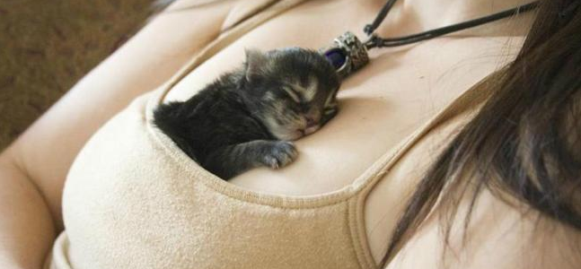  放开那只猫，让我来！人不如猫系列推荐