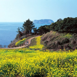 暑假班期 上海-韩国济州岛往返机票