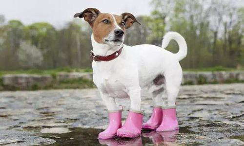  雨天遛狗脏不了！雨季必备宠物用品推荐