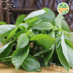 聚鲜林新鲜罗勒叶食用香草250g