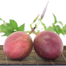 纯香果 百香果 5斤