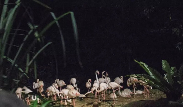 每日一景点：一个考眼力的夜间野生动物园：新加坡Night Safari