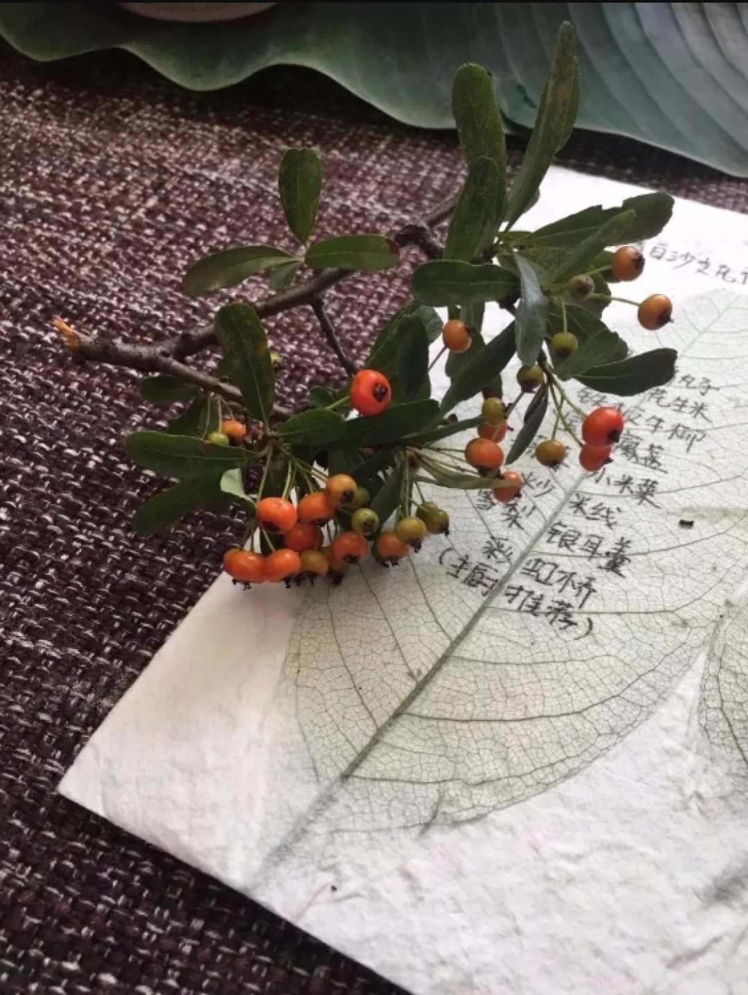 远离人群,住在雪山下的原始村庄,这才是真正的丽江!