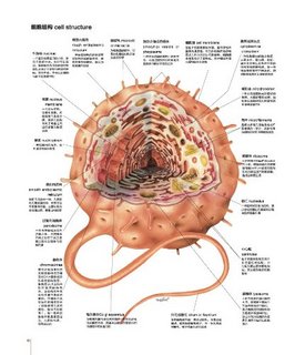  《人体图谱:解剖学、组织学、病理学》