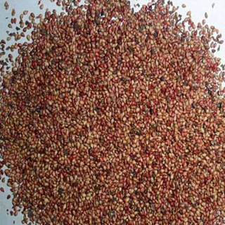 DS 北京东升种业 水果种子 草莓 150粒