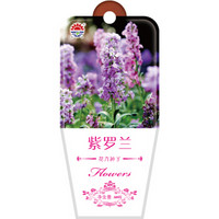 DS 北京东升种业 花卉种子 紫罗兰 60粒