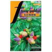 花儿朵朵 观果蔬菜种子 五彩观赏椒 100粒