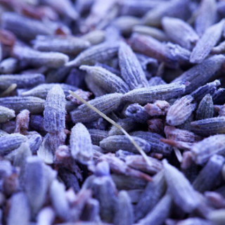 商品ds 北京东升种业 花卉种子 薰衣草 20粒