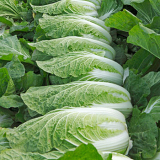 商品wuwangnong 勿忘农 早熟五号白菜种子 300粒