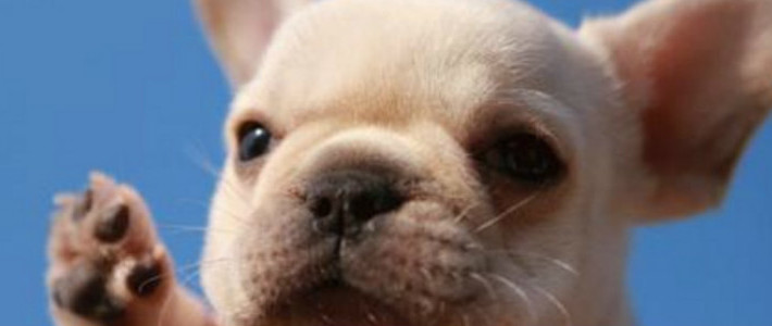  小狗到家后该准备什么呢？新手狗奴必买榜