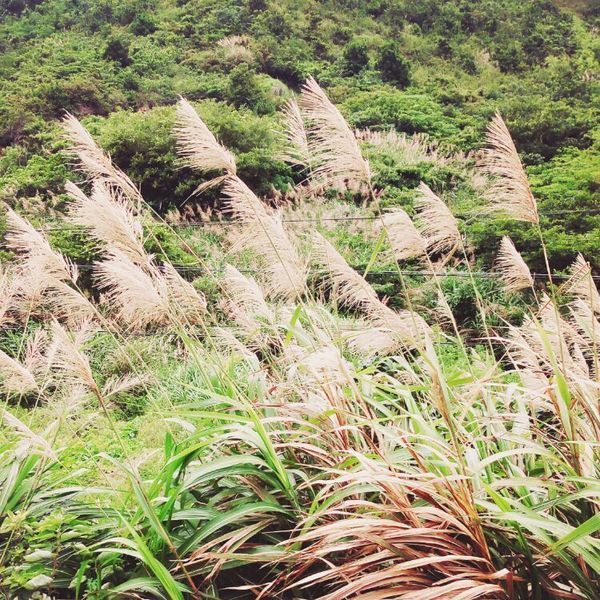 每日一景点：虾峙岛，避开人群，感受上世纪未开发的渔村原始味