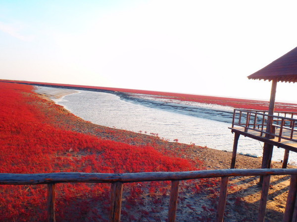 蟹肥时，来盘锦红海滩