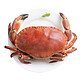 英国熟冻面包蟹600-800g冻大螃蟹海鲜黄金蟹发财蟹醉蟹香辣蟹膏蟹 *2件