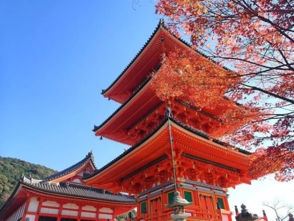 红叶狩!天津-日本大阪/东京6天往返含税
