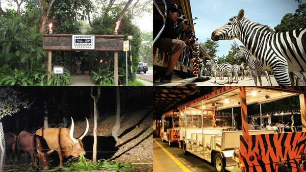 图片来源:清迈夜间动物园官网 图片来源:清迈夜间动物园官网