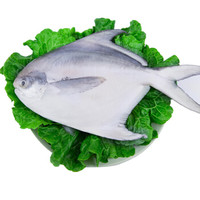 渔传播FISHERY PROPAGATION 东海冰鲜野生鲳鱼 400-500g 1条 盒装 海鲜水产 烧烤食材