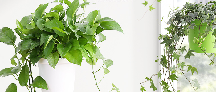  还我一个清新的家甲醛，一场无硝烟的战争