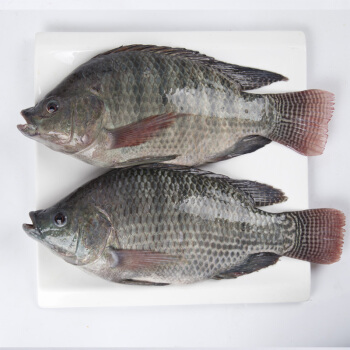 海南淡水鱼种类图片图片
