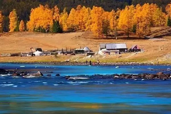 每日一景点：林海、松叶、湖水……这片秋景是大漠深处的一副画