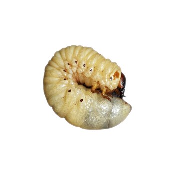 水族大师 独角仙幼虫 套餐1 *2件多少钱-什么值得买