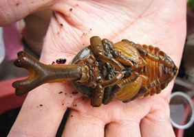 水族大师 独角仙幼虫 套餐1