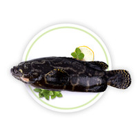  全球鲜 马来西亚野生石斑鱼 800g/袋 1条