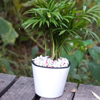 开路驰 自动吸水花盆 方形小号 白色黑内盆