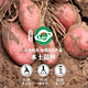 预售、9月30日：乌兰土宝 薯都特产乌兰土宝“后旗红”土豆 5斤