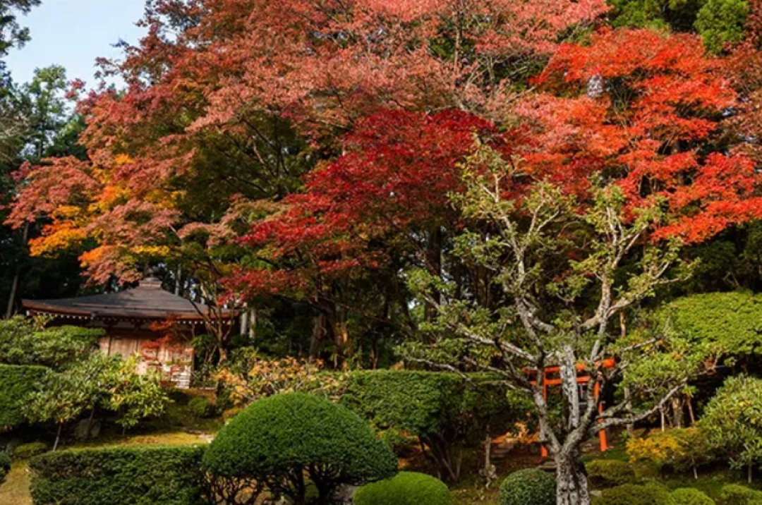 短暂告别现代生活的繁杂,去日本寺庙找回宁静!