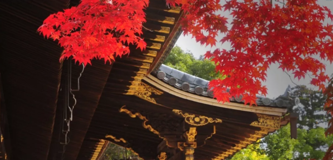 短暂告别现代生活的繁杂,去日本寺庙找回宁静!