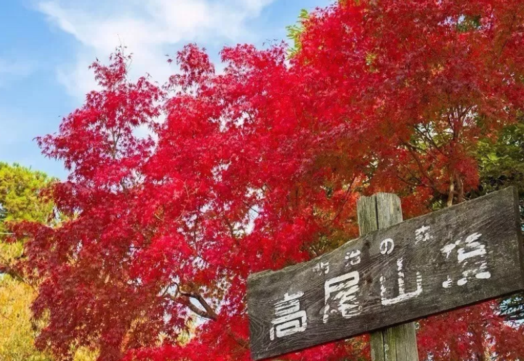 第一波红叶前线来了!还有最新追枫攻略一同奉上!